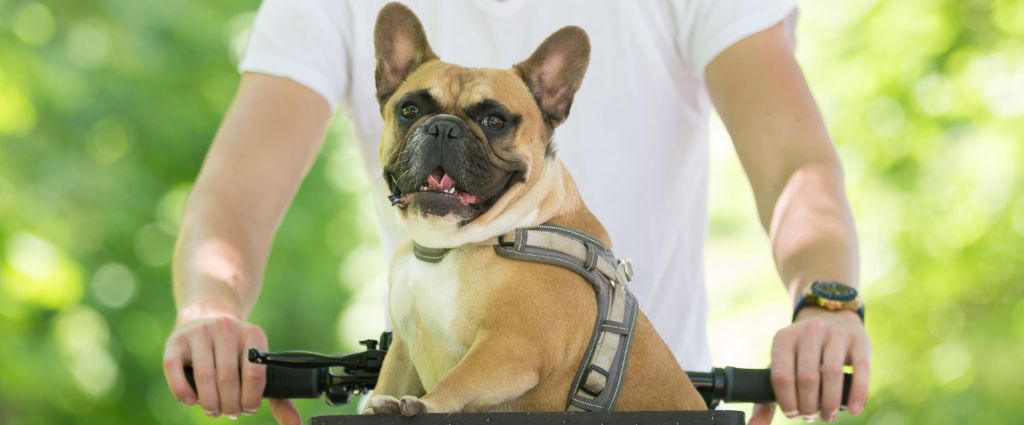 Pies na rowerze – jak bezpiecznie przewozić pupila?